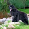 Black Newfie Dog paint by number
