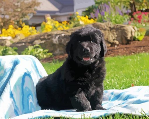 Black Newfy Puppy paint by number