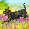 Black Schnauzer Dog paint by number