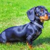 Black Dachshund Dog paint by number