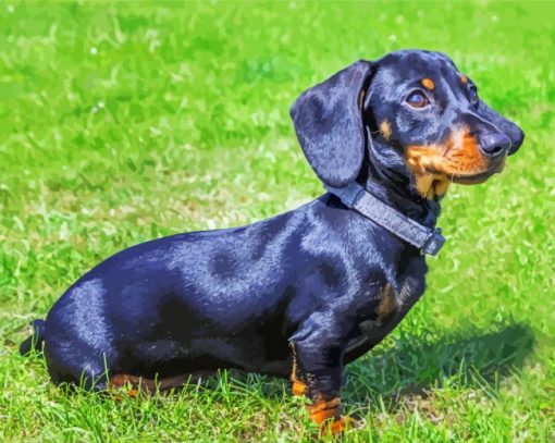 Black Dachshund Dog paint by number