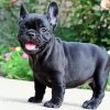 Black French Bulldog Puppy paint by number