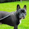 Black French Bulldog paint by number