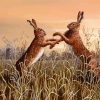 Boxing Hares Art paint by number