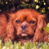 Brown King Charles Cavalier paint by number