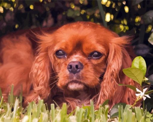 Brown King Charles Cavalier paint by number