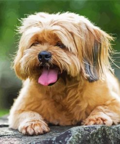 Brown Lhasa Apso Puppy paint by number