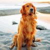 Brown Golden Retriever paint by number
