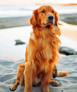 Brown Golden Retriever paint by number