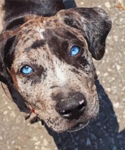 Catahoula Hound Blue Eyes paint by number