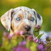 Catahoula Leopard Face paint by number