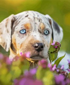 Catahoula Leopard Face paint by number