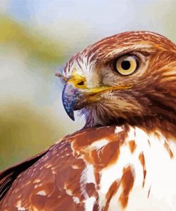Close Up Red Tailed Hawk paint by number