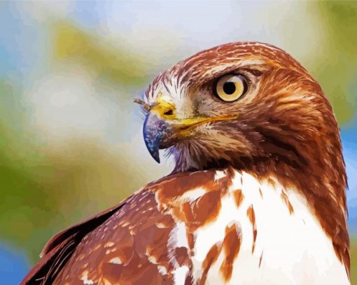Close Up Red Tailed Hawk paint by number