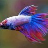 Colorful Purple Betta Fish paint by number