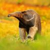 Cute Anteater In Forest paint by number