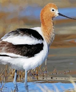 Cute Avocet paint by number