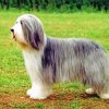 Cute Bearded Collie paint by number