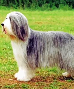 Cute Bearded Collie paint by number