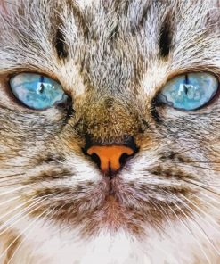 Cute Cat Close Up Animal paint by numbers