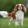 Cute King Charles Cavalier paint by number