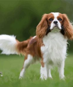 Cute King Charles Cavalier paint by number