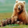 Cute Mama Bear And Her Babies paint by numbers