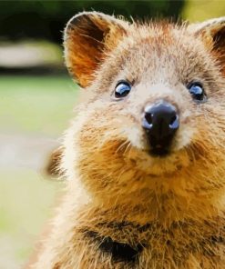 Cute Quokka Animal Face paint by numbers