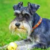 Cute Schnauzer Dog paint by number