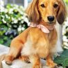 Cute Dachshund Dog paint by number