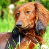 Cute Dachshund paint by number