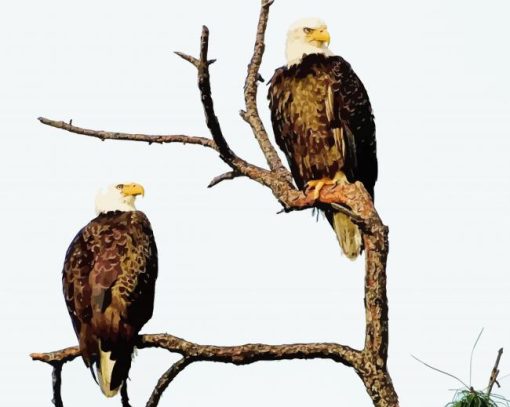 Eagles On A Tree paint by number