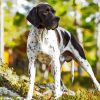 English Pointer Dog paint by number
