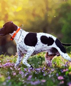 English Pointer Puppy paint by number