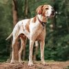English Pointer paint by number