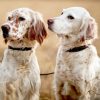 English Setter Puppies paint by number