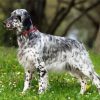 English Setter paint by number