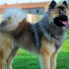 Eurasier Dog paint by number