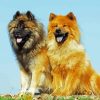 Eurasier Dogs paint by number