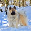 Eurasier In Snow paint by number