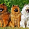Eurasier Puppies paint by number