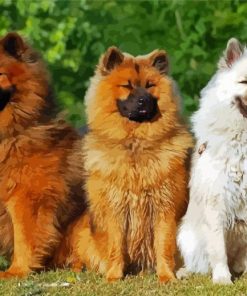 Eurasier Puppies paint by number