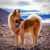Eurasier Puppy paint by number