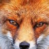 Fox Close Up Animal paint by numbers