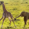 Giraffe And Baby Elephant paint by number