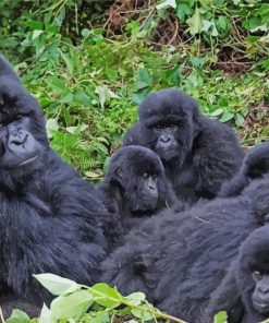 Gorilla Family paint by number