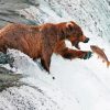 Grizzly Bear Capturing A Fish In A Waterfall paint by number