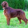 Irish Setter Dog paint by number
