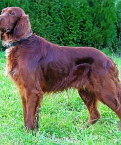 Irish Setter Dog paint by number