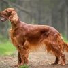 Irish Setter In Forest paint by number